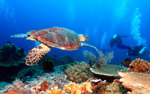 Cozumel Scuba Diving Packages